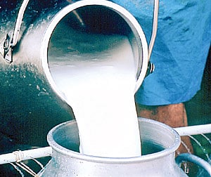 milk producer farmer