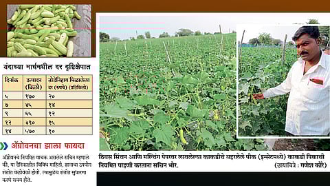 उन्हाळी काकडीचे मास्टर सचिन भोर