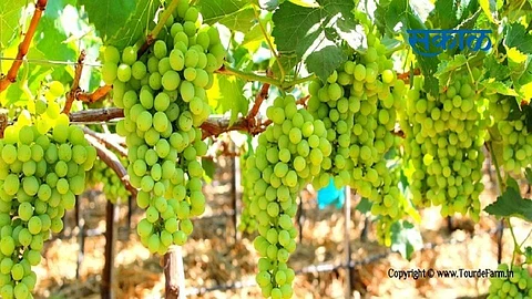 sakal (77).jpg