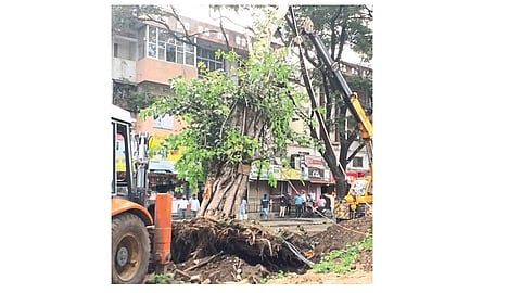The road widening barrier was removed and tree survived ...
