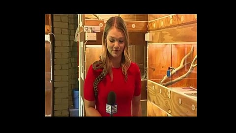 journalist left terrified after snake attacks her mic at australia