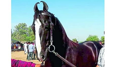 chetak festival