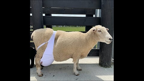 sheep in bra