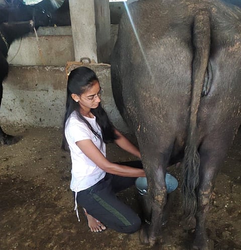 The farmer's daughter takes care of 80 buffaloes