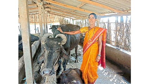 Women Success In Milk Business Kokan Marathi News