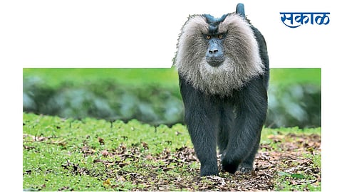 कर्नाटकातल्या ‘कुद्रेमुख राष्ट्रीय उद्याना’त आढळणारं सिंहपुच्छ माकड. (छायाचित्र : क्लेमेन्ट फ्रान्सिस)