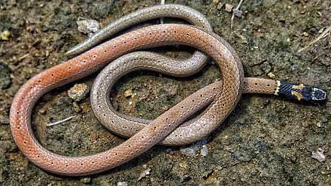 A rare snake found in the Bhaipur rehab at Aarvi