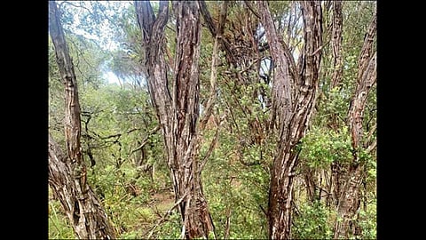 can you found snake viral photo