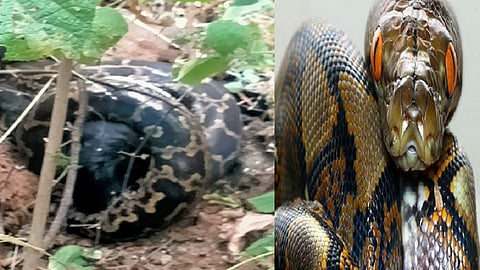 sneak attack goat.jpg