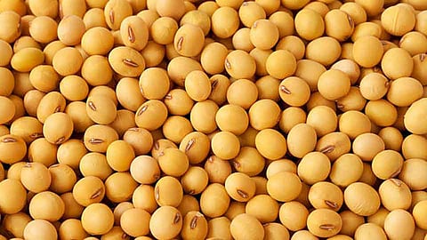 Soybean