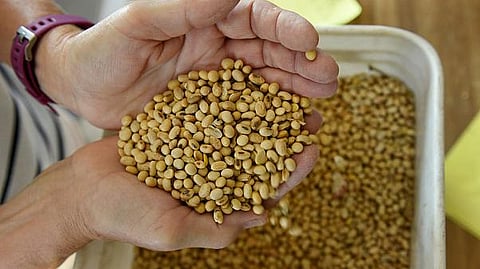 Soyabean gold days, prices at 4 thousand 200