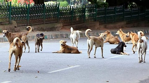 stray dogs jalgaon