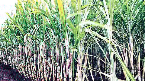 शेतकरी हतबल; साता-यात एक लाख 70 हजार रुपयांच्या उसाची चाेरी