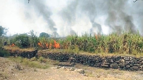 Satara Latest Marathi News