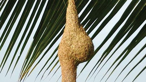 sugran bird.jpg