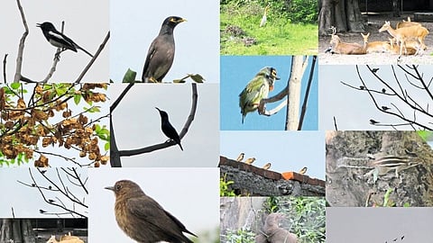 Biodiversity Management Committee set up by the Municipal Corporation for the protection and conservation of biodiversity update kolhapur news