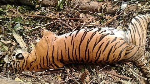 Many Hunters gang responsible for Hunting of Wild Animals in Gondia District