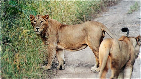 गीरचे 'ईएसझेड' कमी करण्यास मनाई