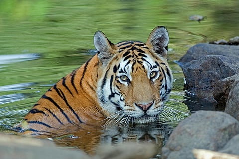 Four tigers die in three weeks in the state