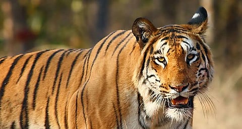 tiger