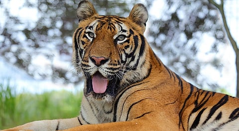 Tigers count will start in 15 january