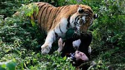tiger