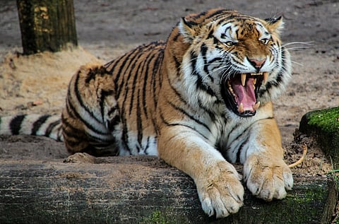 Worker dies in tiger attack in Chandrapur district