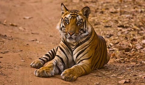 dead body of tiger found in lodhitola of gondia