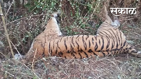 tigress found dead in masod of wardha