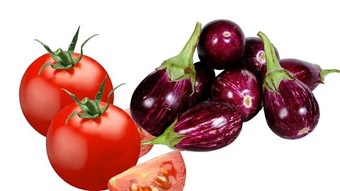 Eggplant, Tomato Grower Farmers In Trouble Kolhapur Marathi News
