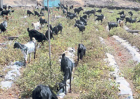 tomatoes rate down in market