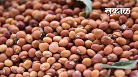 toor and gram get good rate in amravati apmc