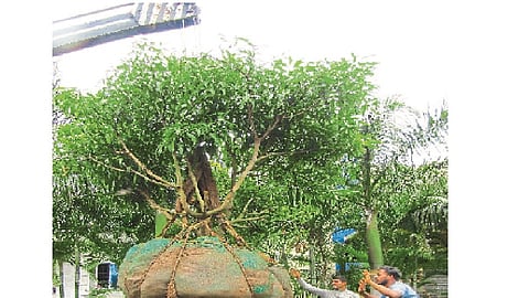 Transplantation of more than 50 trees; Treatment of injured animals