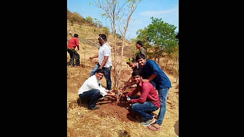 tree-plantation