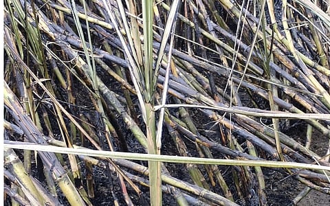 शेतकऱ्यांनी प्रसंगावधान दाखवत विझविली ऊसाला लागलेली आग