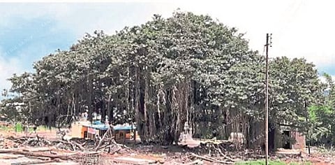 Sahyadri organization rushed to save the banyan tree; Will agitate today