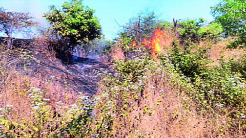 हजारो पशू पक्षी होरपळले