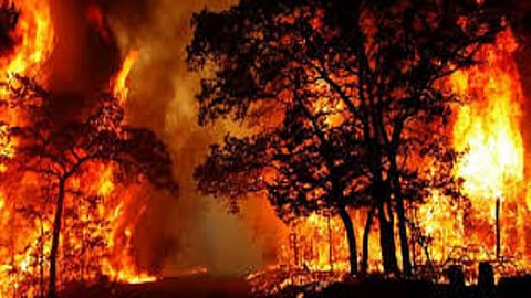 Establishment of Vanvas Mukta Gram Samiti Awareness campaign in 165 villages