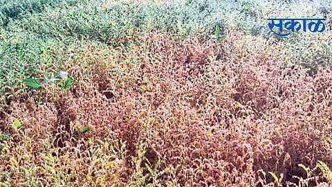 सेलू : मर रोगाच्या प्रादुर्भावाने वाळत असलेले हरभऱ्याचे पीक.