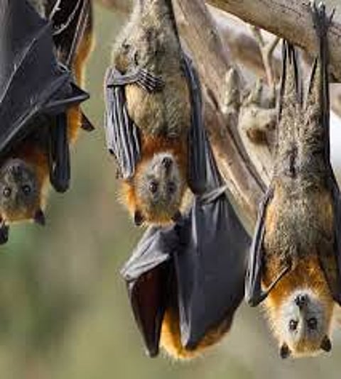 Rumors about Corona being infected through Bats have been circulating on social media