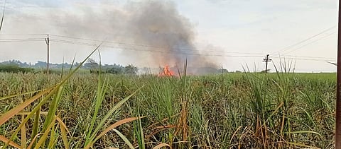 शॉर्टसर्किट होऊन ऊसाला आग; नागापुर येथील घटना