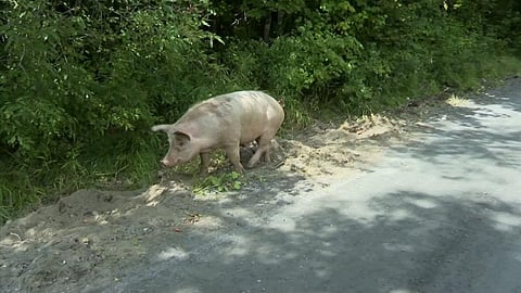 अमेरिकेतील शहरात 250 डुक्करांनी घातला गोंधळ