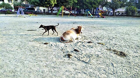 वाडी ः देखभाल, दुरुस्तीअभावी झालेली क्रीडा मैदानाची स्थिती.