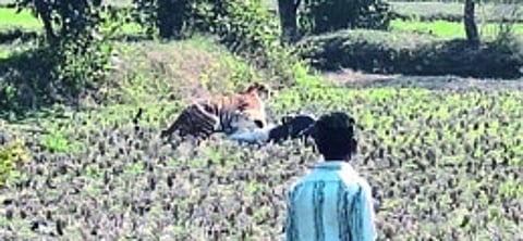 सिहोरा : हल्ला करून वीरेंद्र शहारेच्या अंगावर बसलेला वाघ.