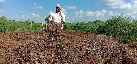 Due to untimely rains, six acres of soybeans became useless