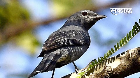 Black-winged cuckoo killer found in Yavatmal