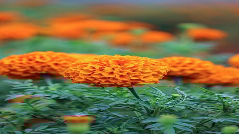 Marigold Flower Prices Fell Again Kolhapur Marathi News