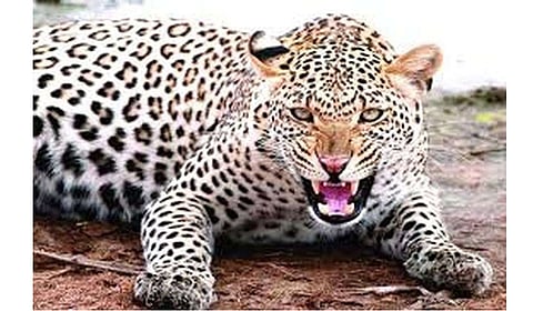 0Leopard_20Attack_20on_20calf_20at_20Phursungi_20Pune