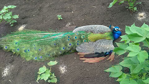 soygaon peacock