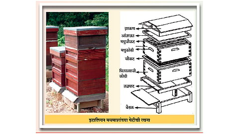 मधमाशी पालनातील उपकरणांमुळे क्रांती